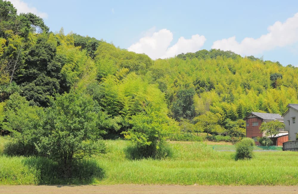 Feature on Potter Misa Kumabuchi of Mushimegane Books — image 3