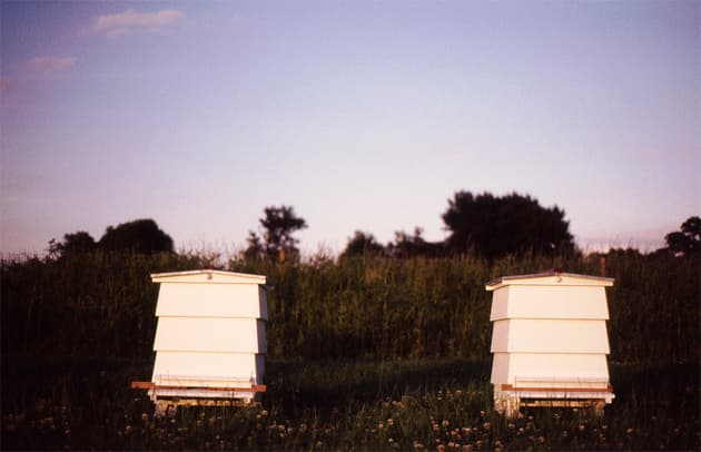 Set of Imagery by Charlotte Bland