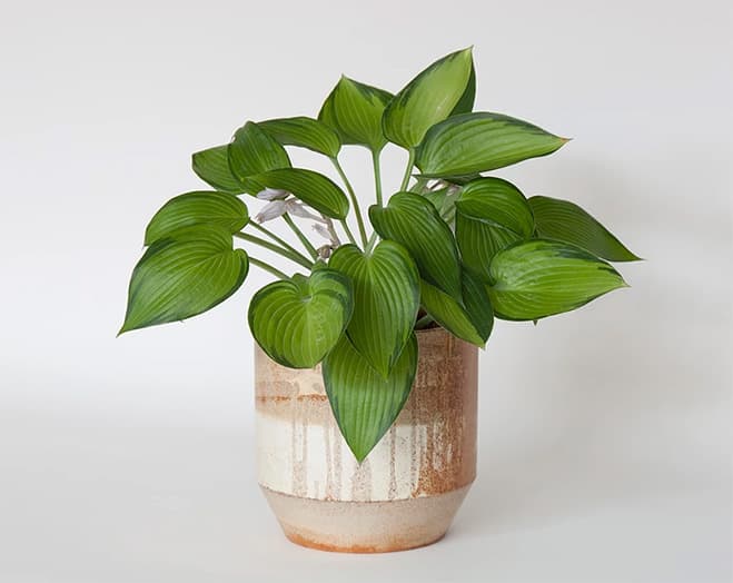 Gradients of Change – Rust Homeware Collection by Designer Ariane Prin — design detail 10