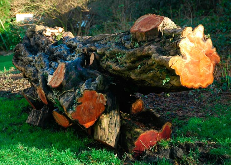 Interview with English Wood Turner Jonathan Leech — image 4