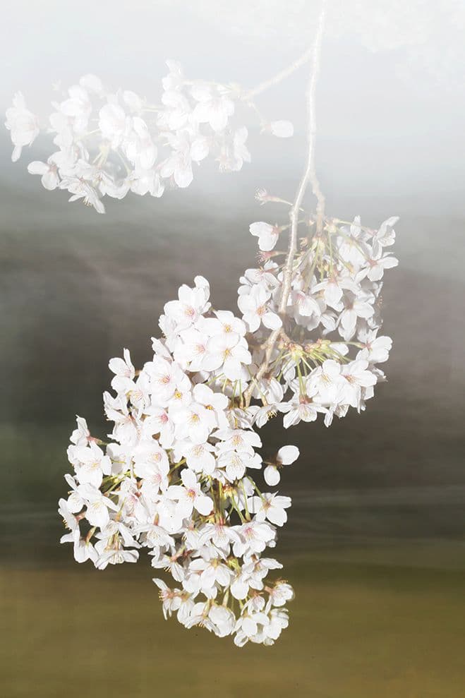 Experimenting with Time & Season – SAKURA by Yoshinori Mizutani