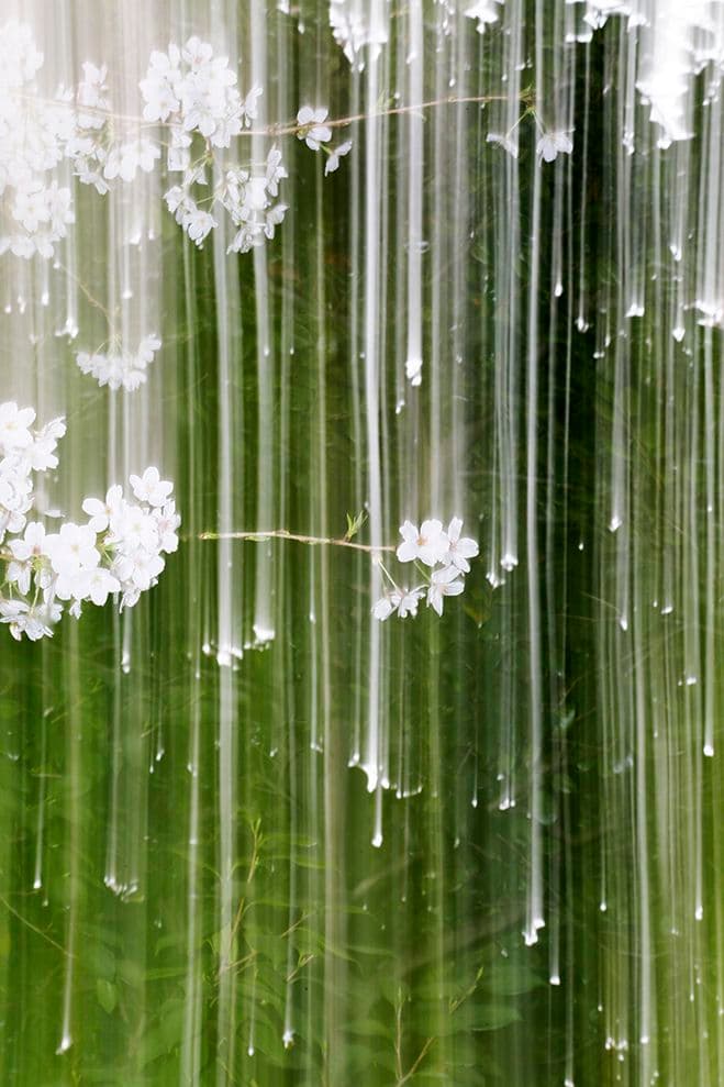Experimenting with Time & Season – SAKURA by Yoshinori Mizutani — photograph 1