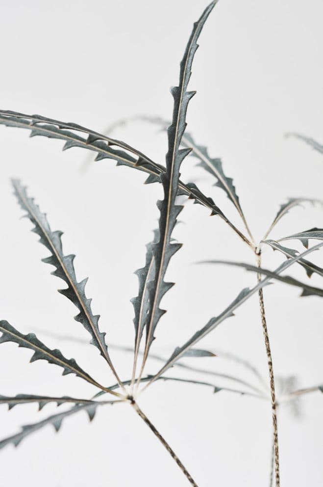 Plant Series – Prints by Belgium Designer Anniek Beije of Studio Joop