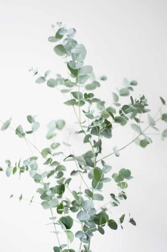 Plant Series – Prints by Belgium Designer Anniek Beije of Studio Joop — photograph 1