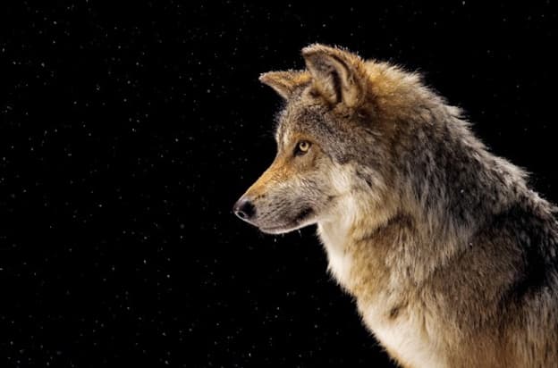 Animal Photography by Joel Sartore