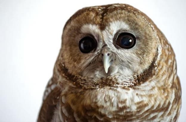 Animal Photography by Joel Sartore