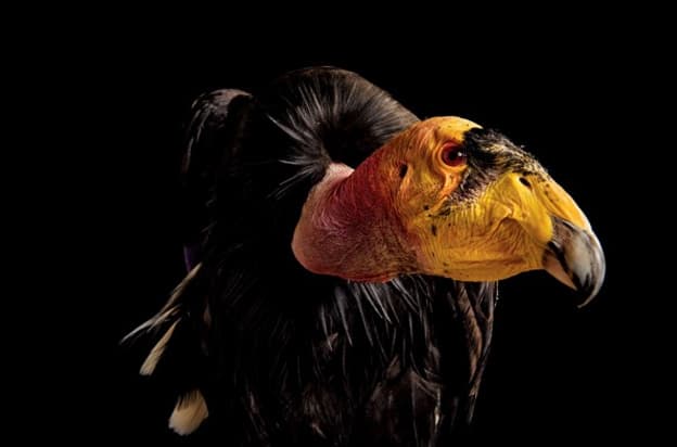 Animal Photography by Joel Sartore