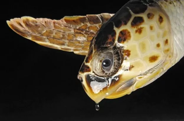 Animal Photography by Joel Sartore