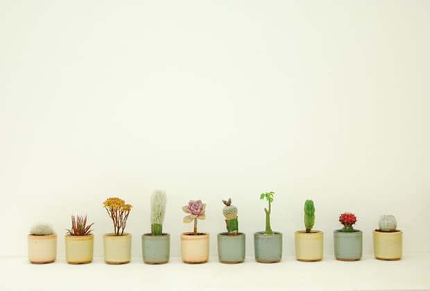 Plant Imagery by Qusamura