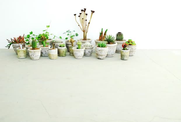 Plant Imagery by Qusamura