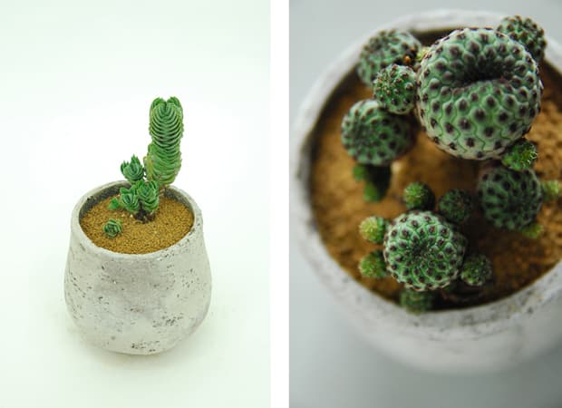 Plant Imagery by Qusamura