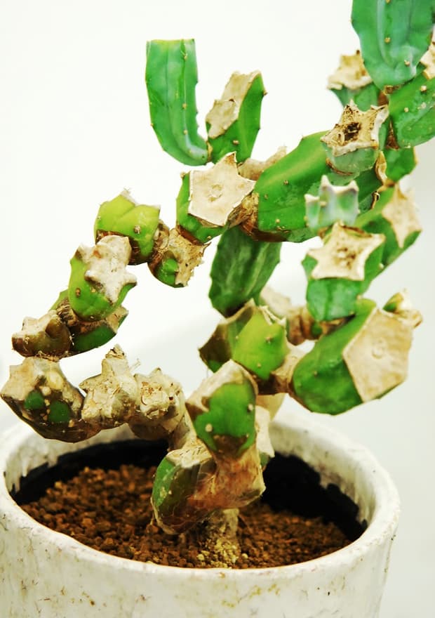 Plant Imagery by Qusamura
