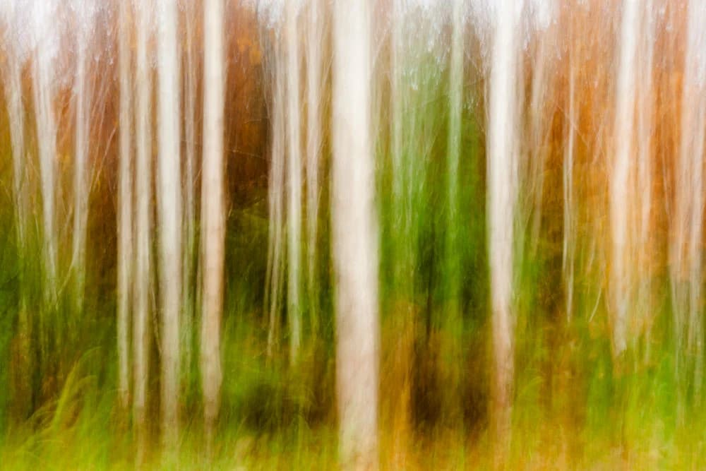 A New Way of Interpreting the Landscape – Treelines by Drew Echberg