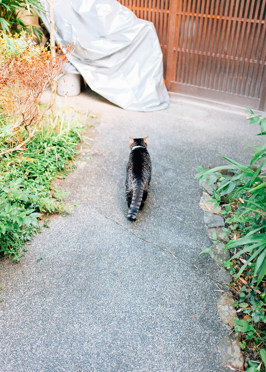 Natural Objects in a Space – A Visit to Ryoanji Temple in Kyoto, Japan — photograph 10