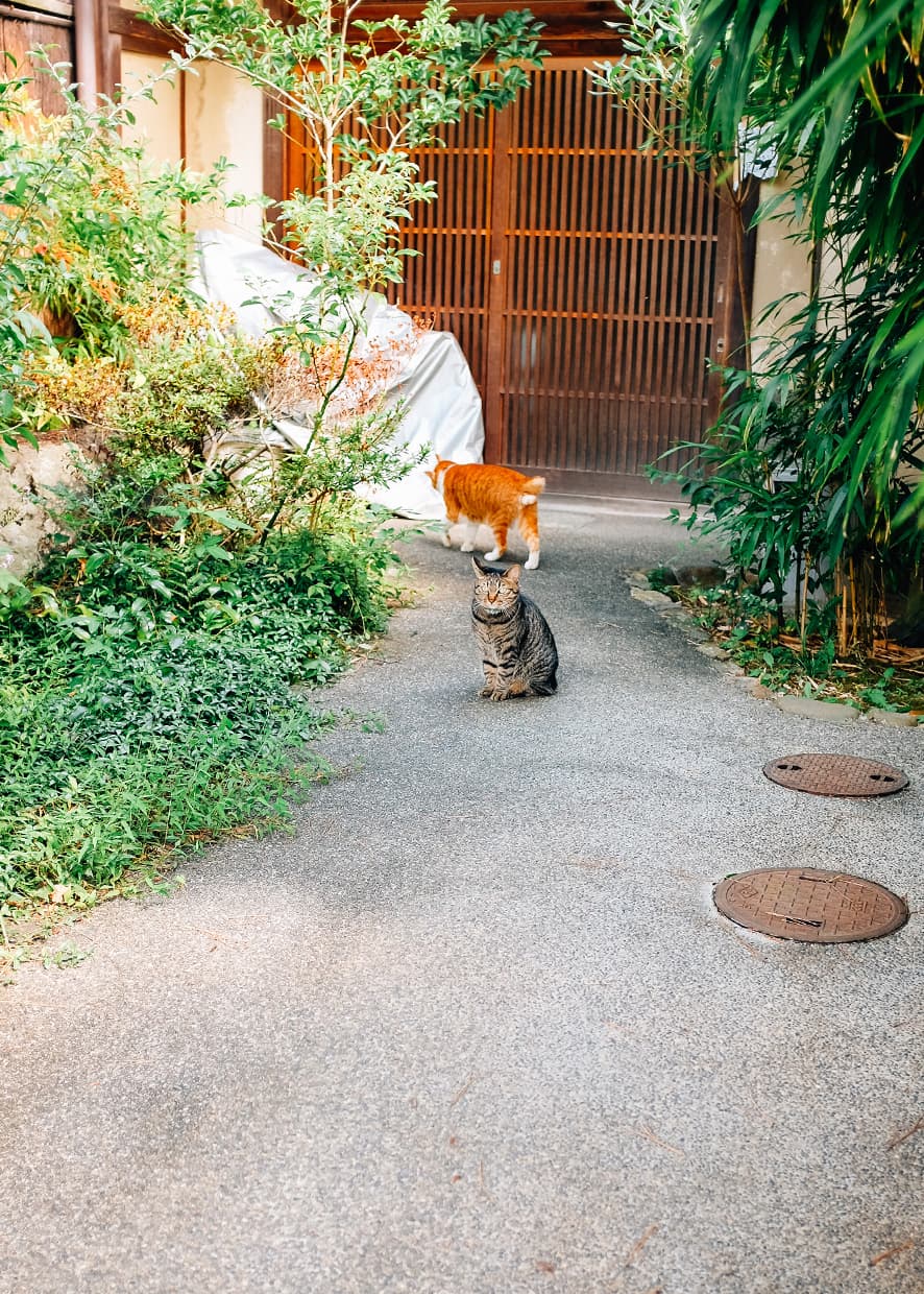 Natural Objects in a Space – A Visit to Ryoanji Temple in Kyoto, Japan — photograph 11