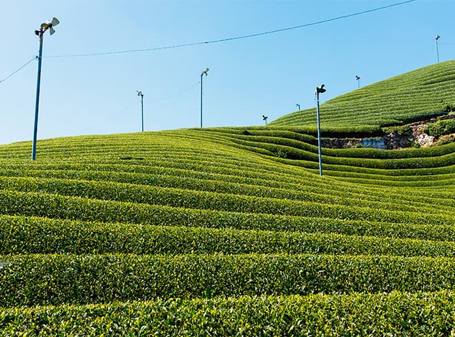 New Feature – Hiking in the town of Wazuka in Kyoto with d:matcha