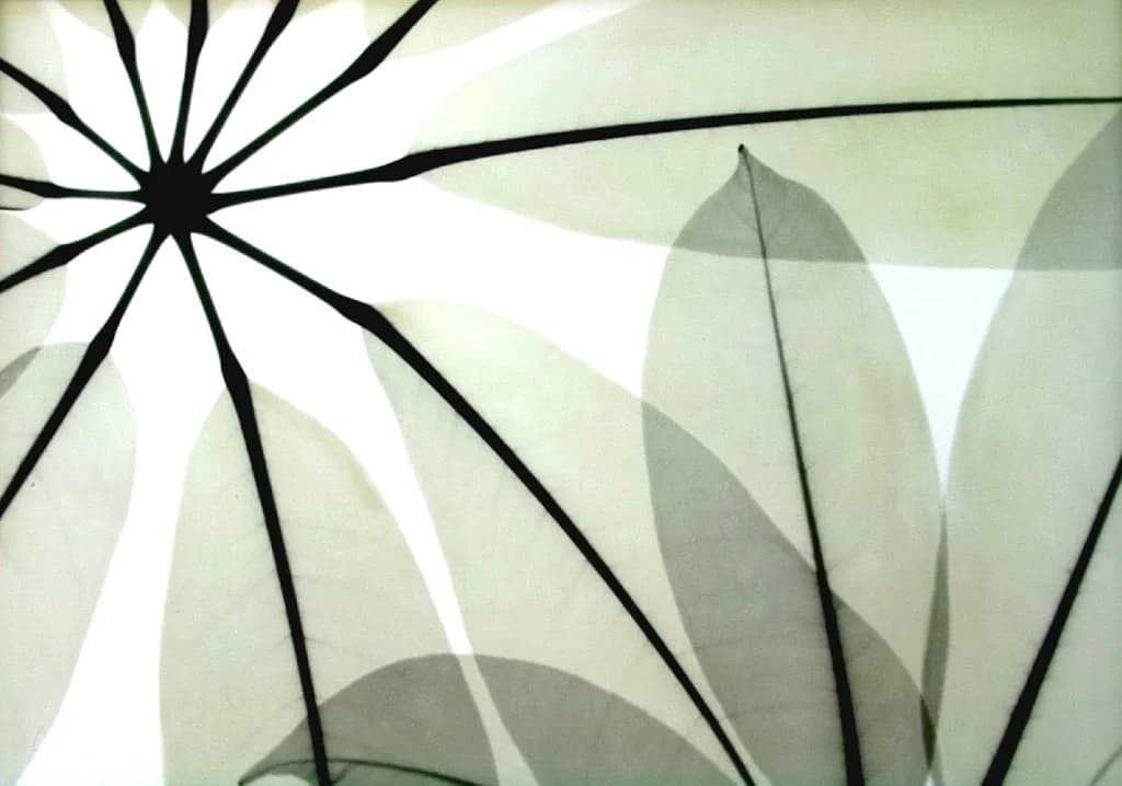 Beyond Light – Xrayography Photography by Albert Koetsier