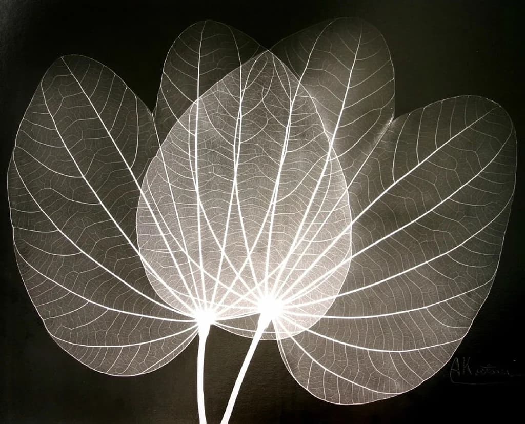 Beyond Light – Xrayography Photography by Albert Koetsier