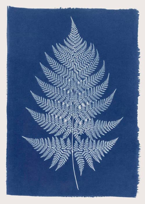 Celebrating Natural Beauty – Cyantoypes by Henrietta Molinaro