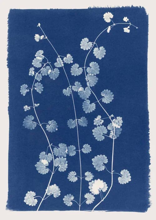 Celebrating Natural Beauty – Cyantoypes by Henrietta Molinaro