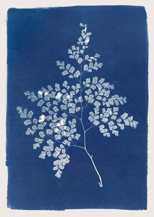 Celebrating Natural Beauty – Cyantoypes by Henrietta Molinaro
