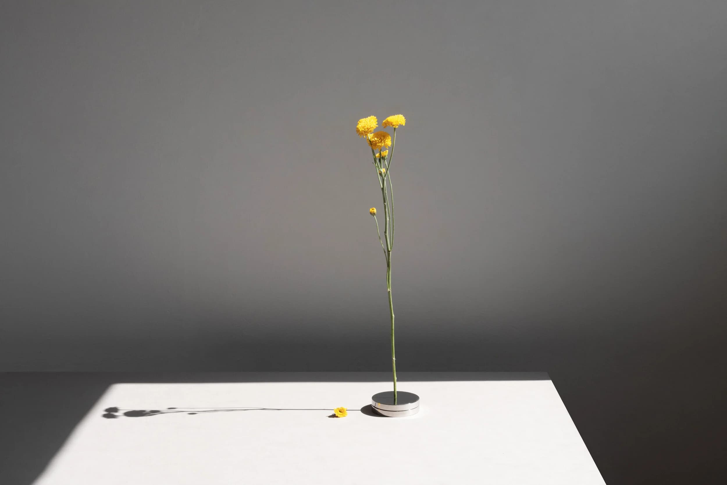 Floating in Space – No Vase Series by Studio Moisés Hernández