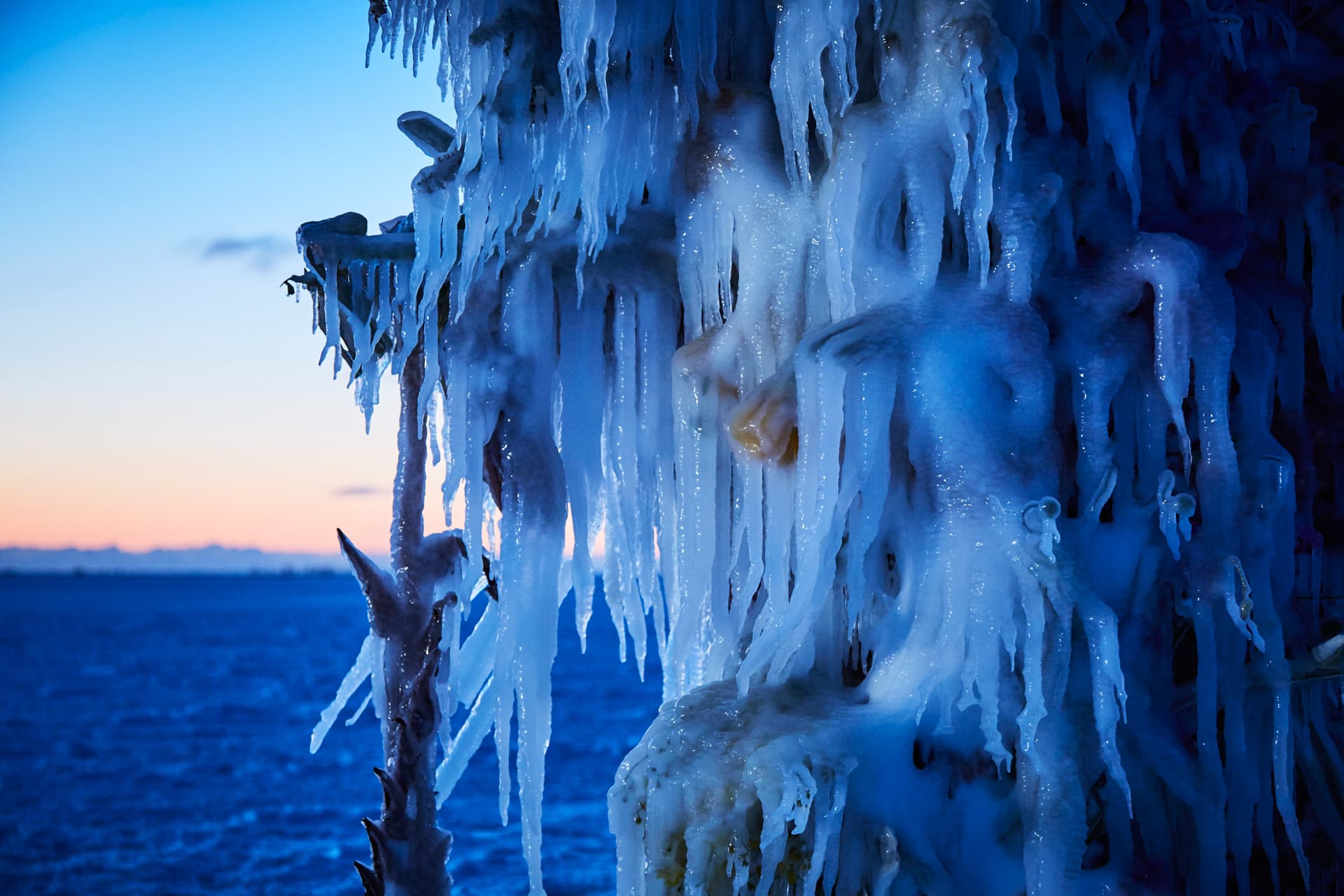 Frozen Flowers (February 2018) — close view of icicles encasing flowers at dawn