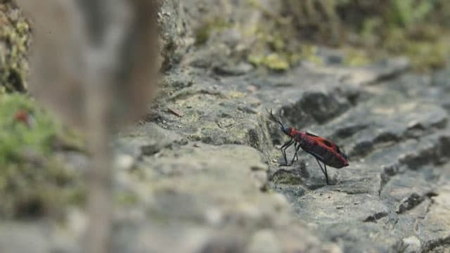 Crossover, directed by Fabian Grodde: a firebug in the forest