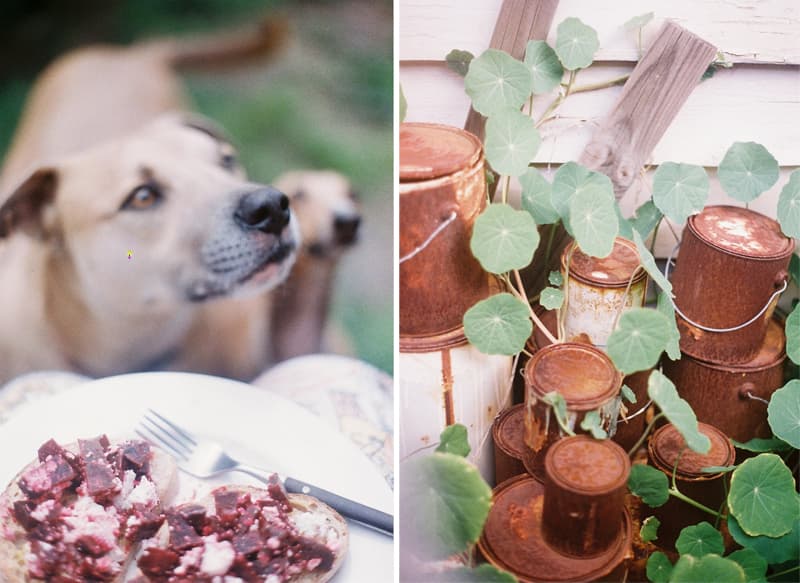 Backyard diptych: a dog beside beetroot toast, and nasturtiums growing around old tins. Published 13 October 2010
