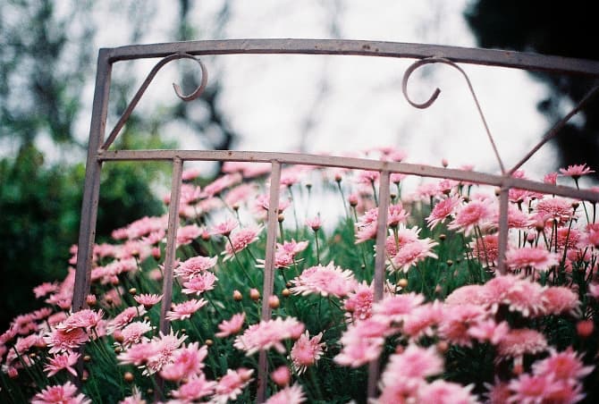 Pink flowers behind a garden gate, photographed by Jacinta Moore for the 1010 project on 10 October 2010