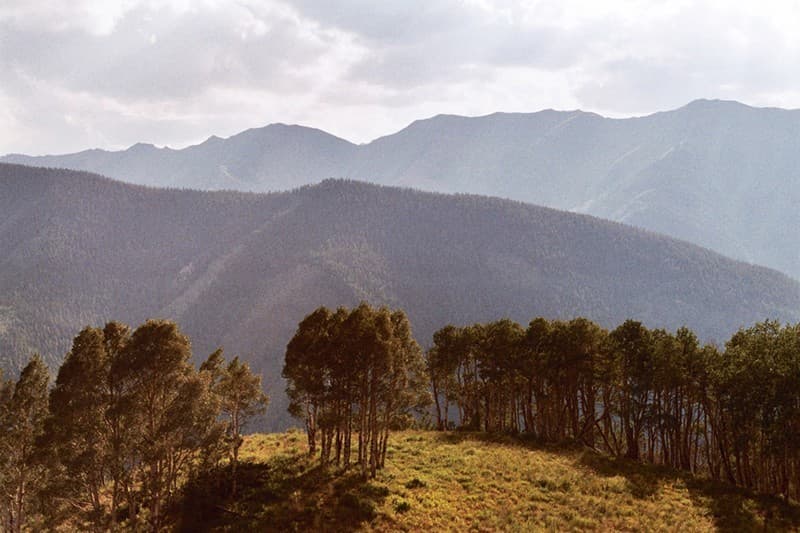 A sunlit stand of trees against layered mountain ridges.