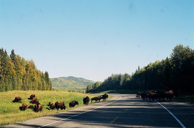 Bison beside and crossing a quiet forest road.