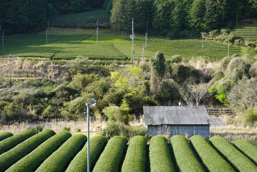 Rows of green tea bushes on a hillside around a small corrugated-roof building, with forest behind.