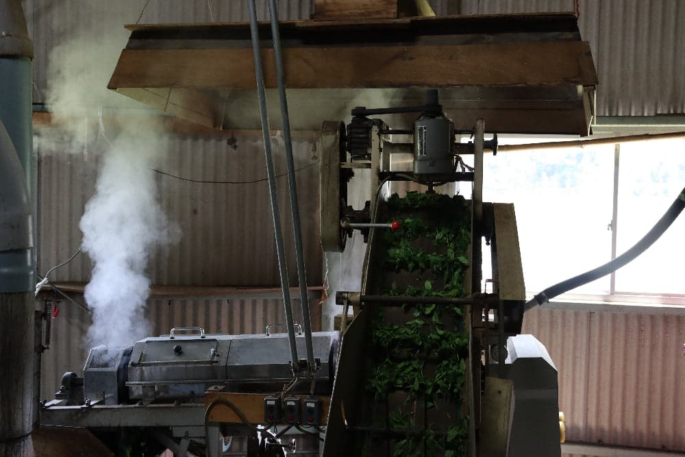 Green tea leaves moving on a conveyor beside steaming processing machinery inside a tea factory.