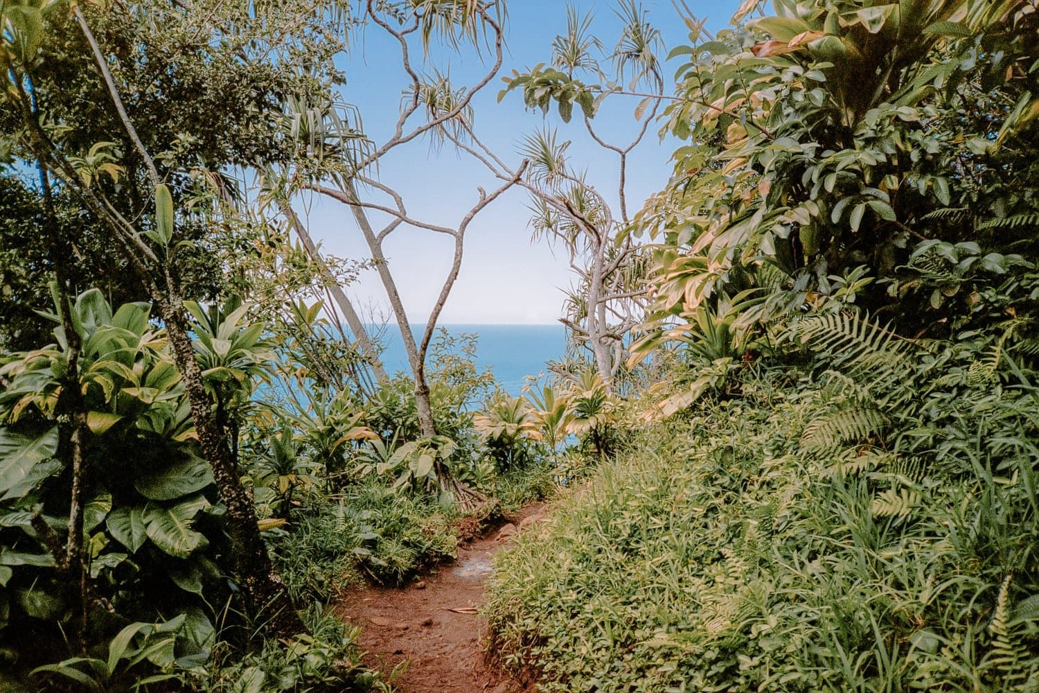 A narrow path through dense vegetation with the sea beyond.