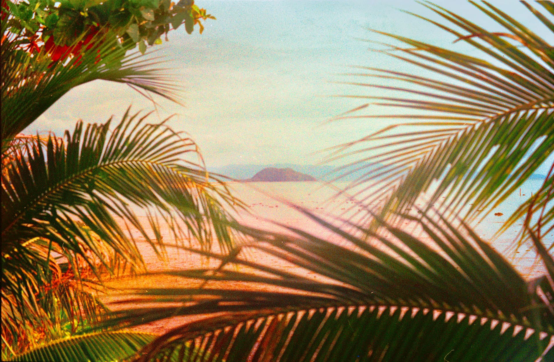 Palm fronds framing a pastel sky.