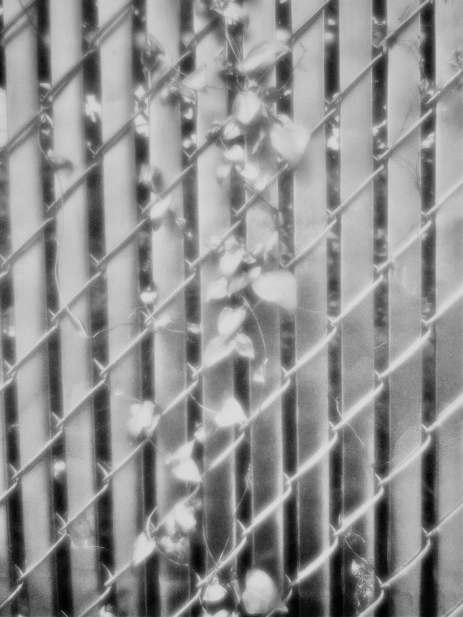 Sunlit leaves growing across a fence, photographed in black and white.