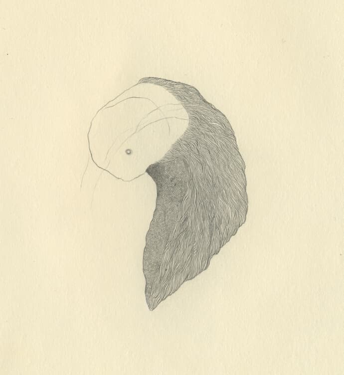 Delicate pencil drawing of an invented organic creature with a small eye and finely textured curved body on cream paper.