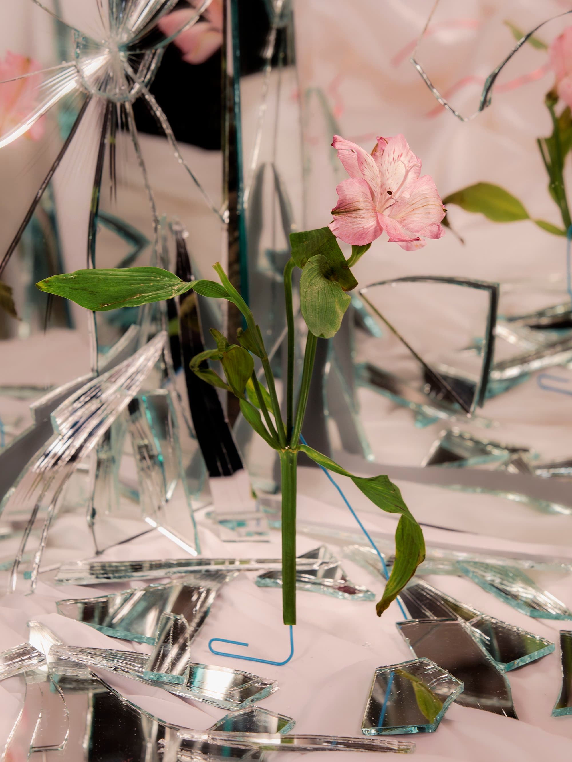 Pink flower and broken-mirror still life.