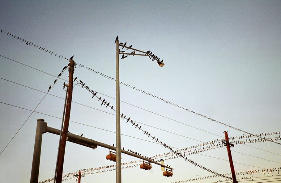 Keith Davis Young: birds on utility lines, 2009 period replacement (larger source version)