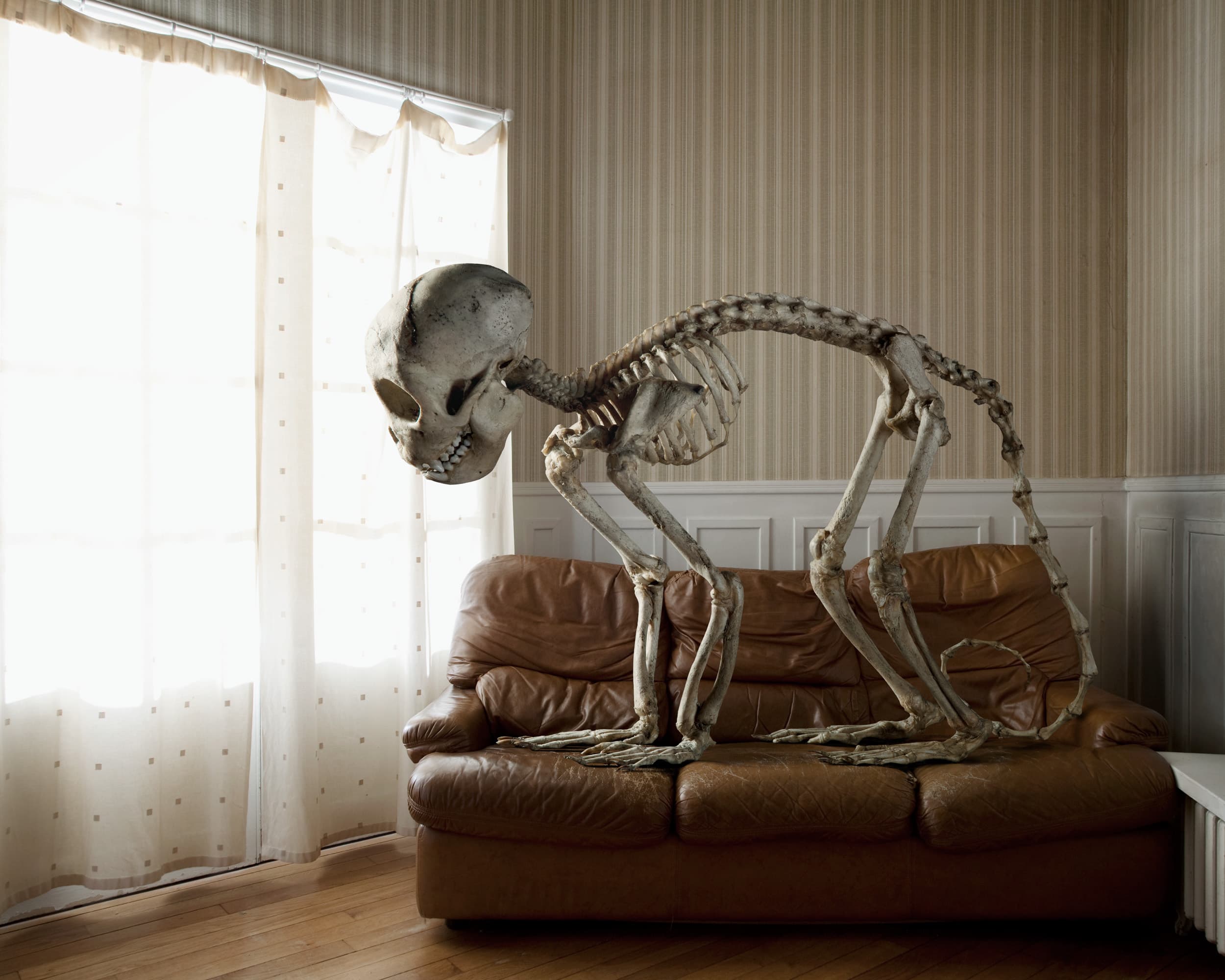 SKLT / Vertebrata: skeleton on a leather sofa