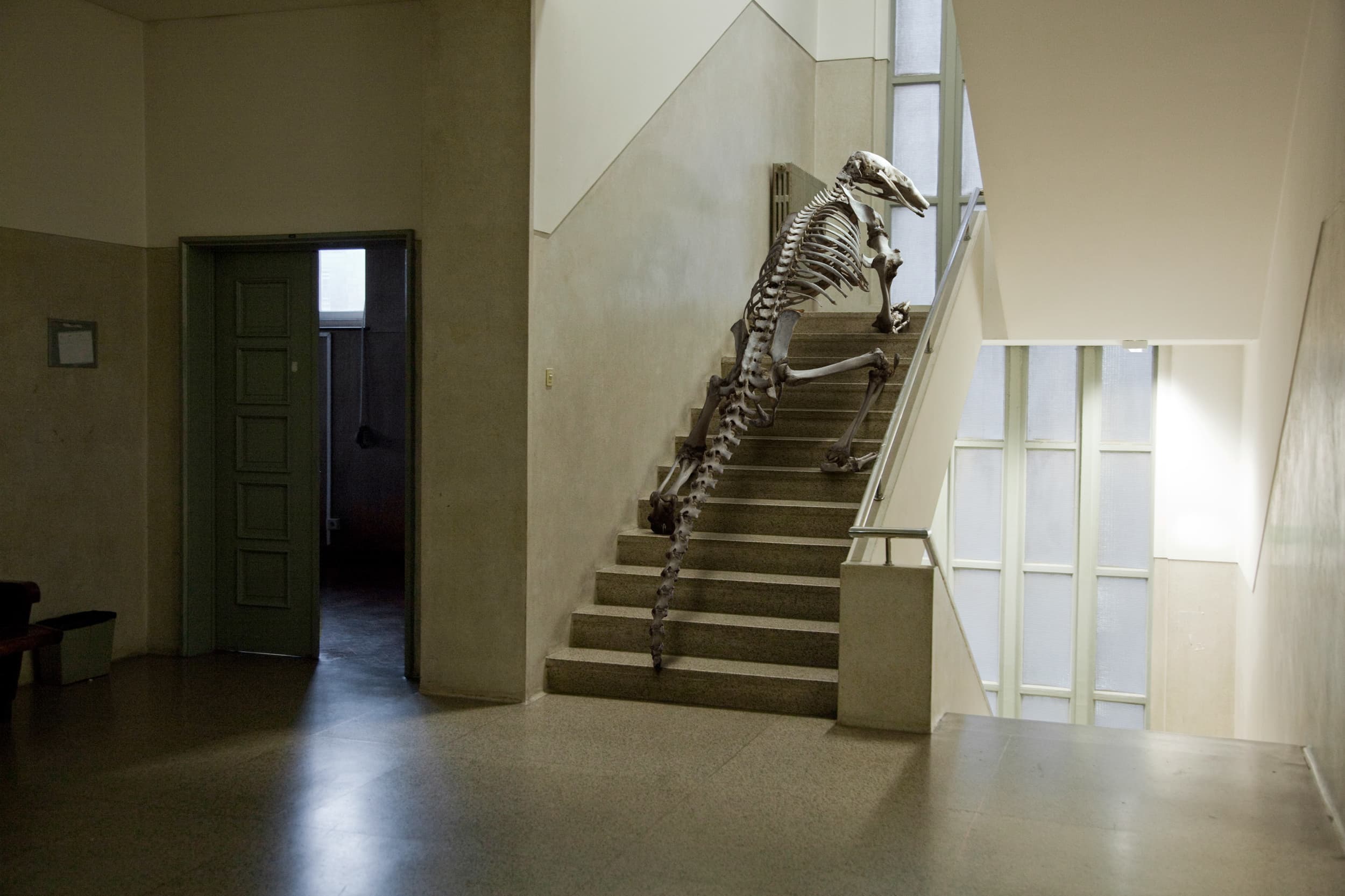 SKLT / Vertebrata: skeleton on a staircase
