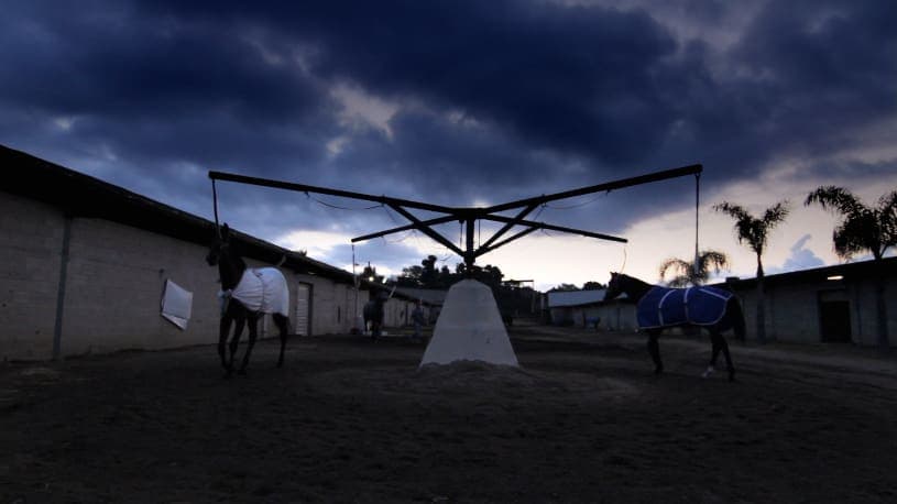 A Day at the Races: horses in the stable walking ring