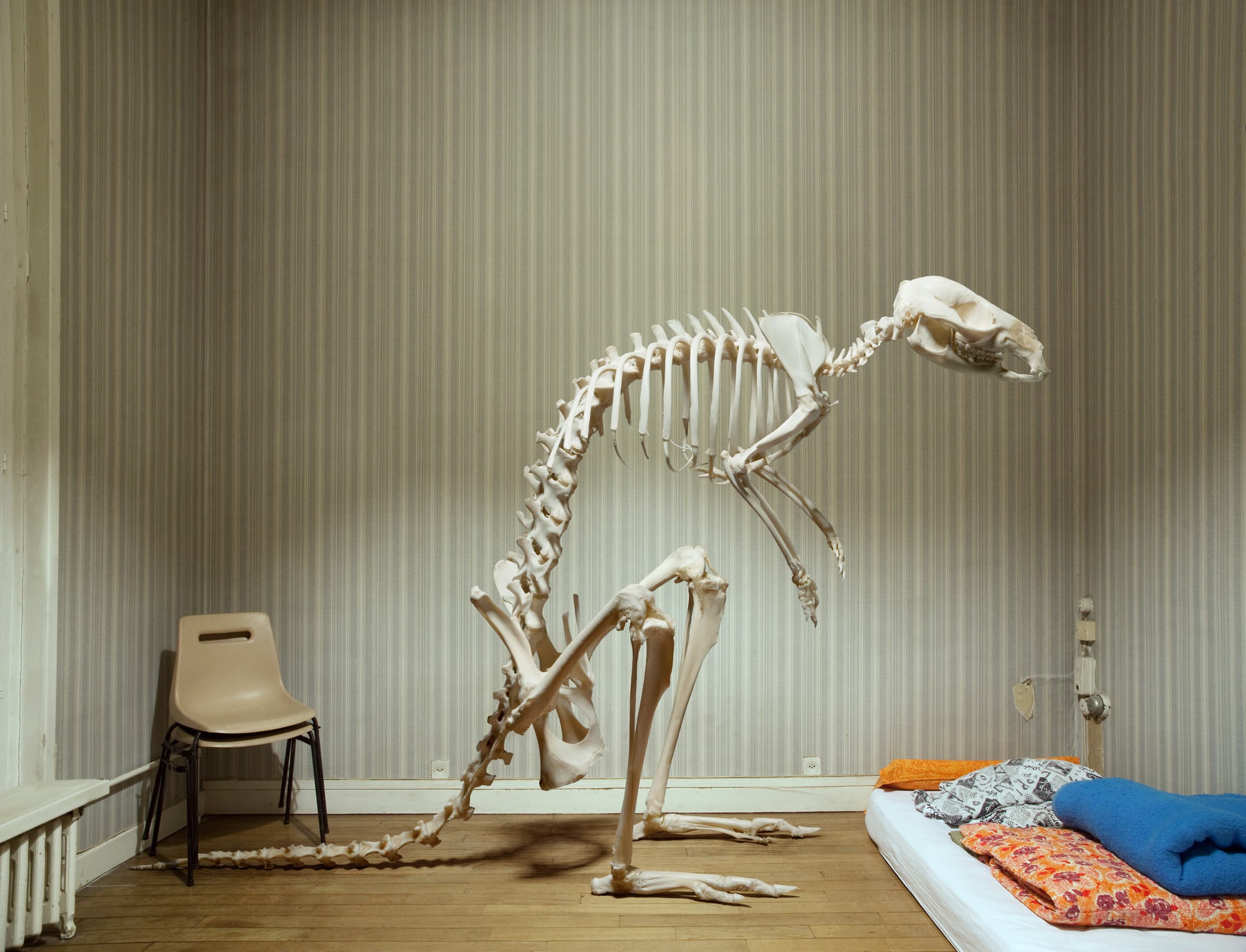 SKLT / Vertebrata: skeleton in a bedroom