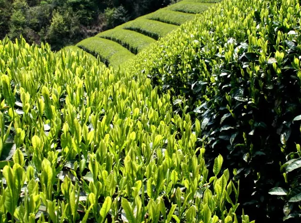 Green Tea Inspiration at Hibiki-an 15