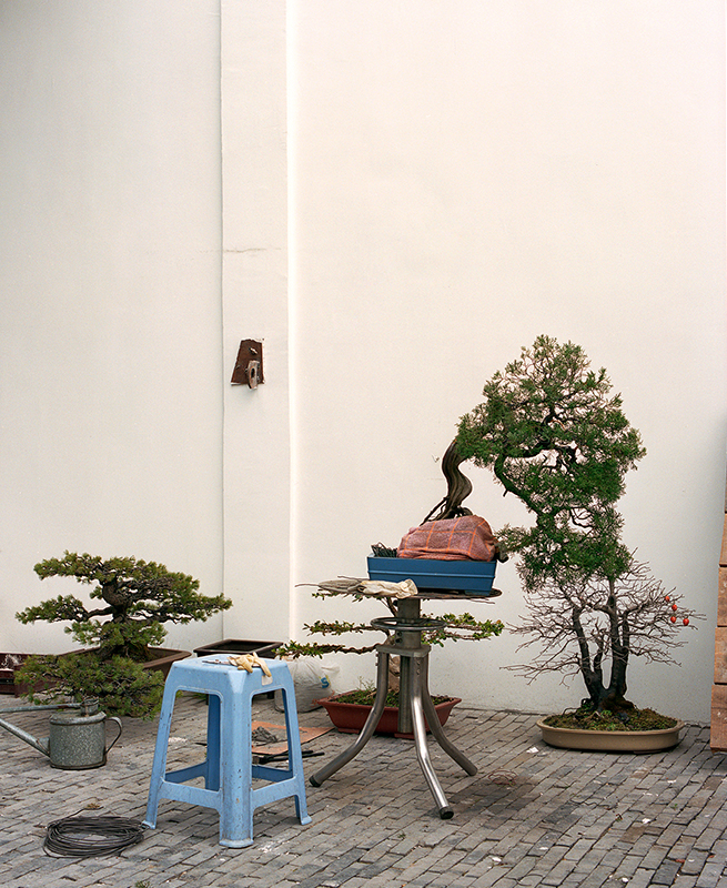 The-Bonsai-Project-by-KnibbelerWetzer-2