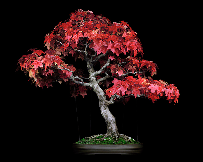 The-Bonsai-Project-by-KnibbelerWetzer-4