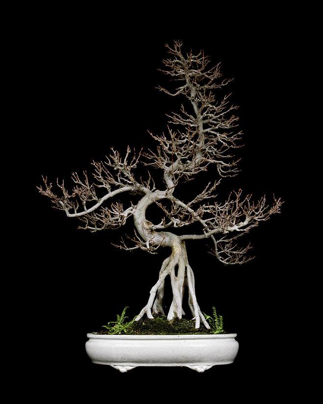 The-Bonsai-Project-by-KnibbelerWetzer-7