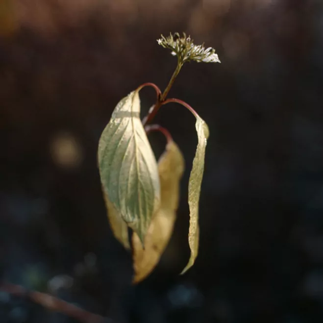 Nature---Photography-by-Katja-Hagelstam-9