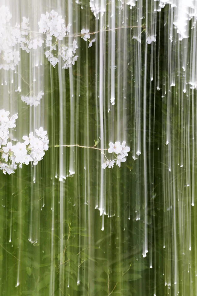 Experimenting with Time & Season - SAKURA by Yoshinori Mizutani 11